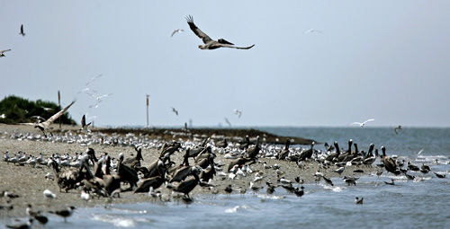 Crab Bank Island (copy)